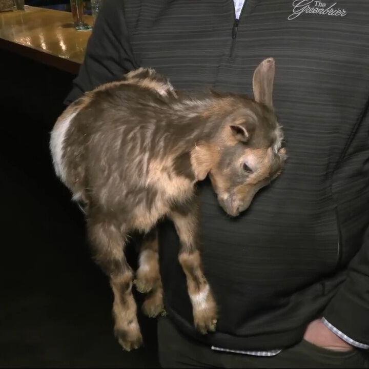 Goats take over Nulu for Bock Fest and Wurst Fest